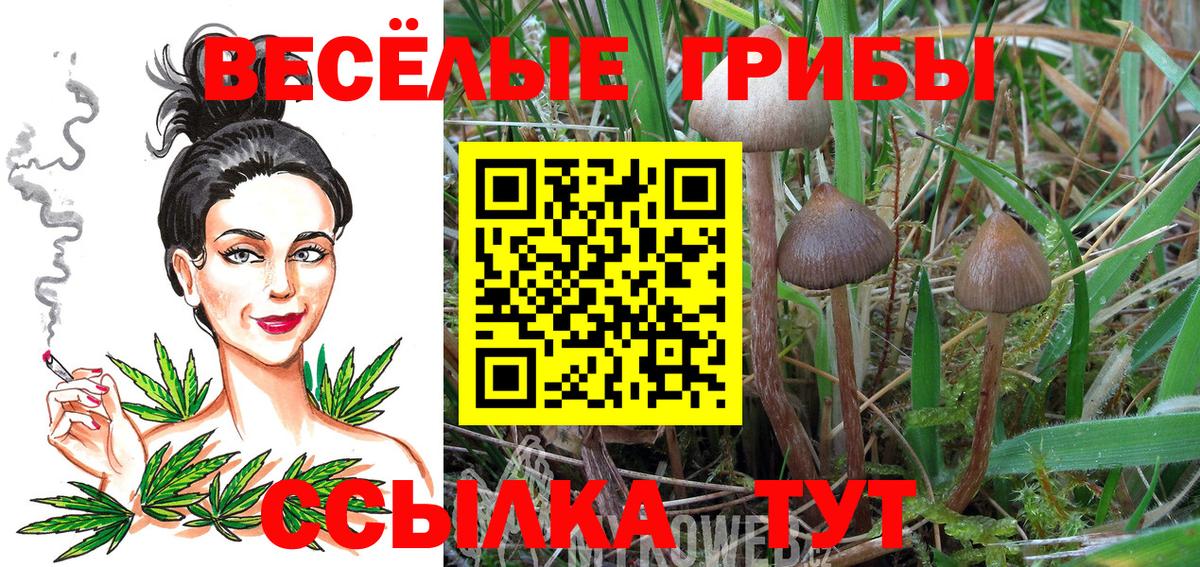 Псилоцибиновые грибы MAGIC MUSHROOMS  Вход с VPN  Галлюциногенные грибы GOLDEN TEACHER  Щёлково 